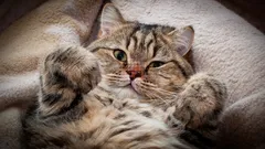 Älskar du katter? Psykologin säger att du har fem mycket sällsynta personlighetsdrag